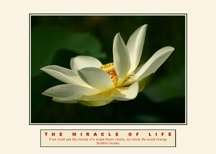 THE MIRACLE OF LIFE